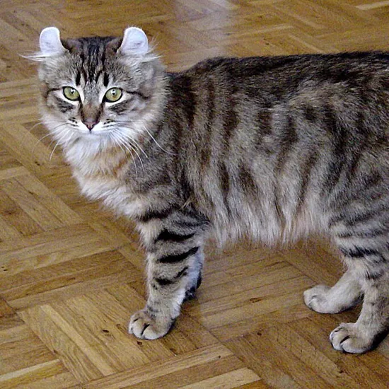 American Curl