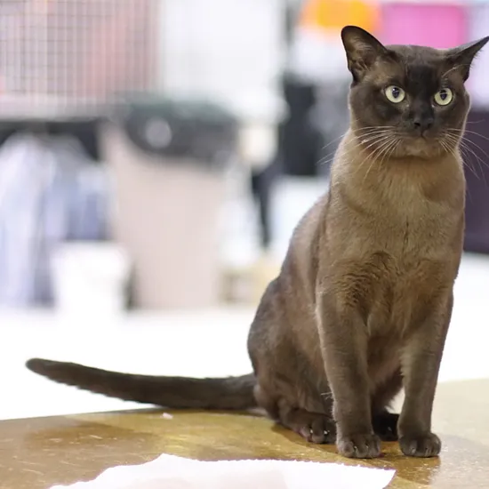 Burmese