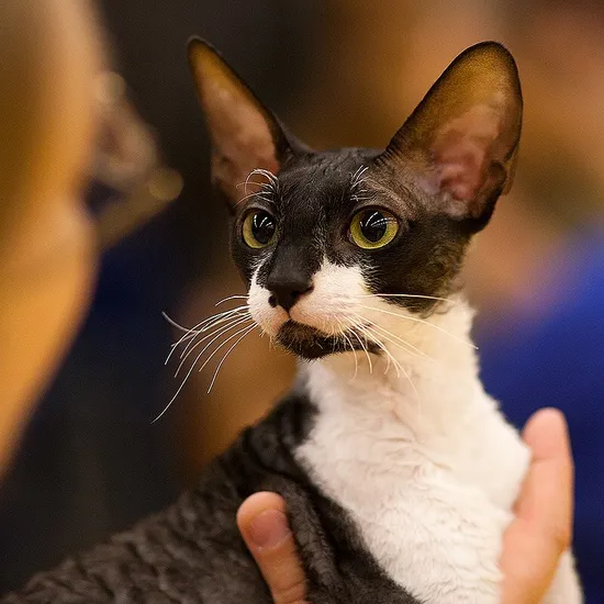 Cornish Rex