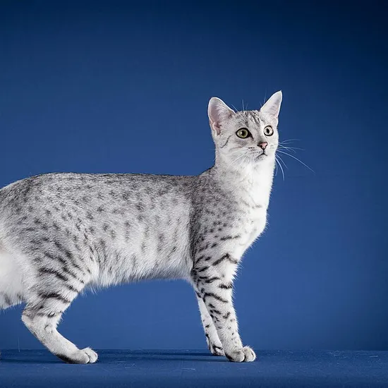 Mau egiziano