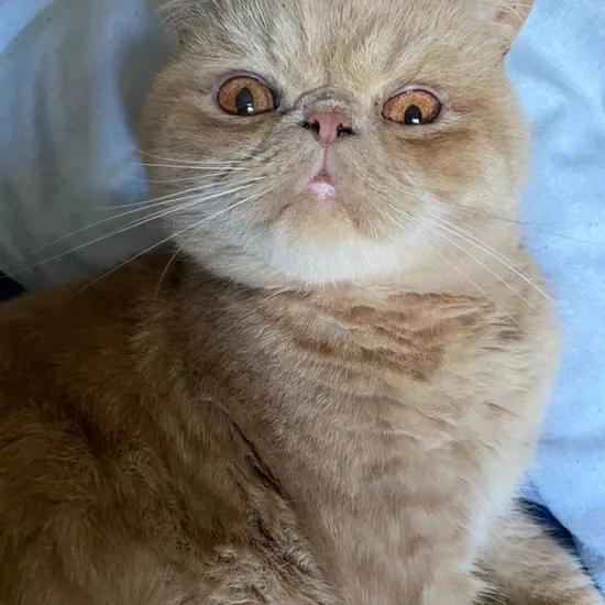 Exotic Shorthair
