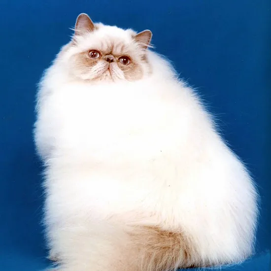 Himalayano