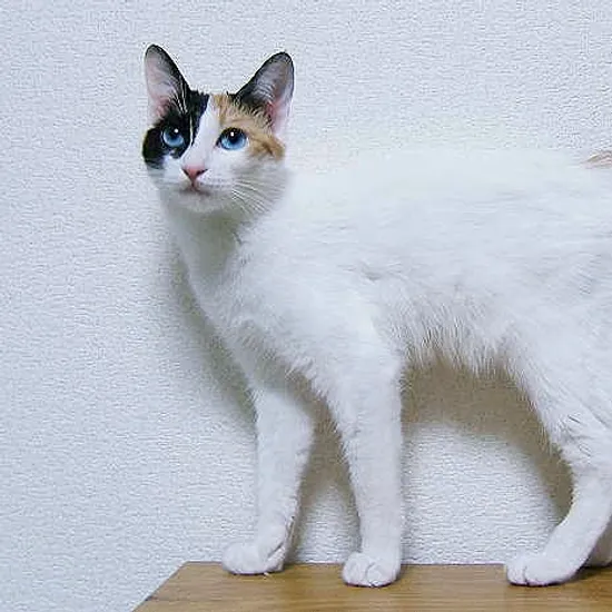 Bobtail giapponese