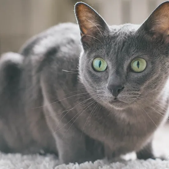 Korat
