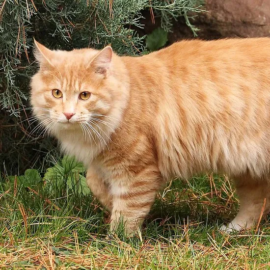 Kurilian Bobtail