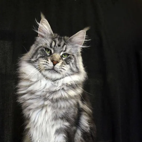 Maine Coon