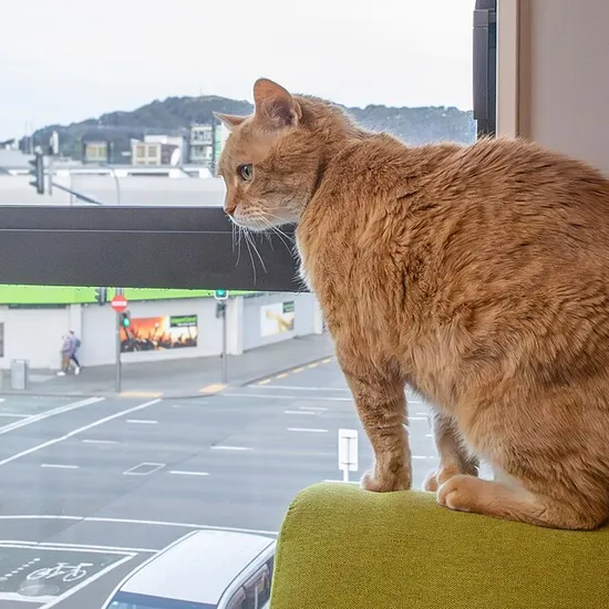 Manx