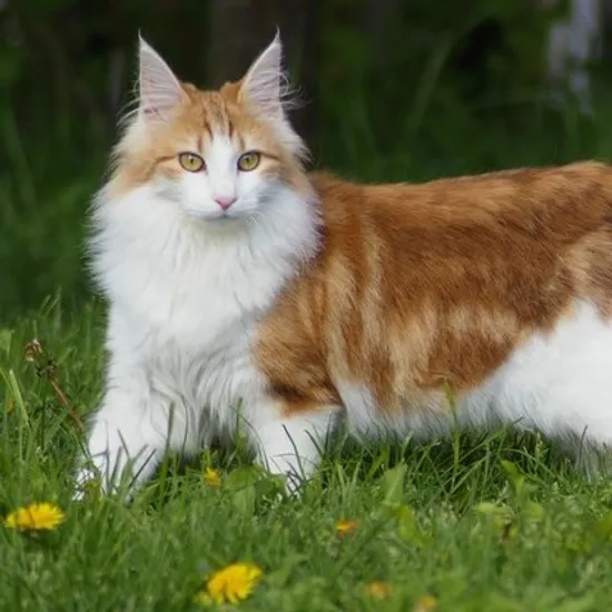 Gatto delle foreste norvegesi