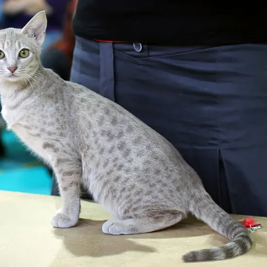 Ocicat