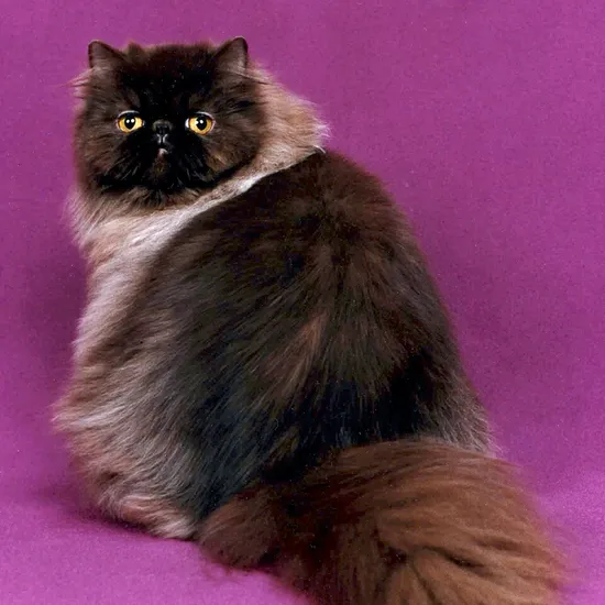Persiano