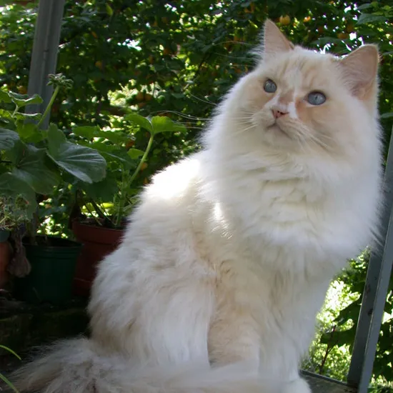 Ragamuffin