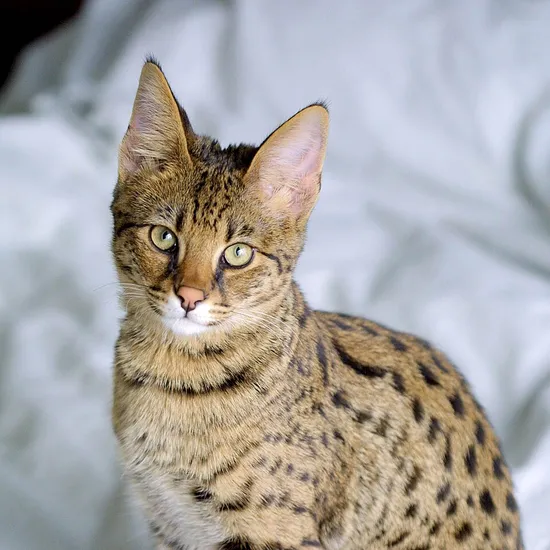Savannah