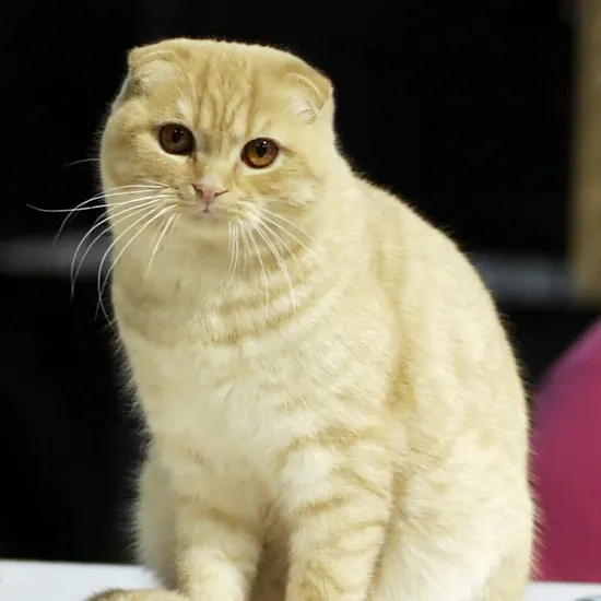 Scottish Fold