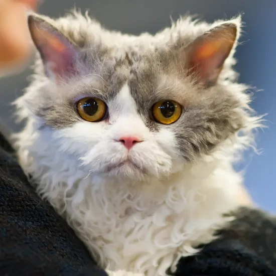 Selkirk Rex