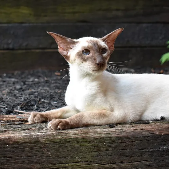 Siamese