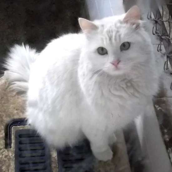 Angora turco