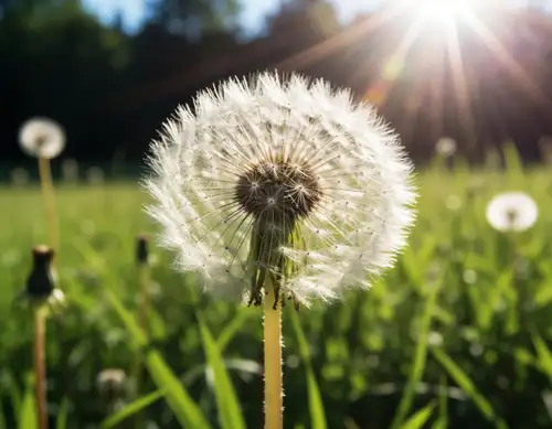🌸 Dandelion