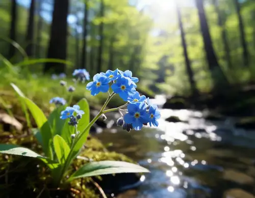 🌸 Forget-me-not