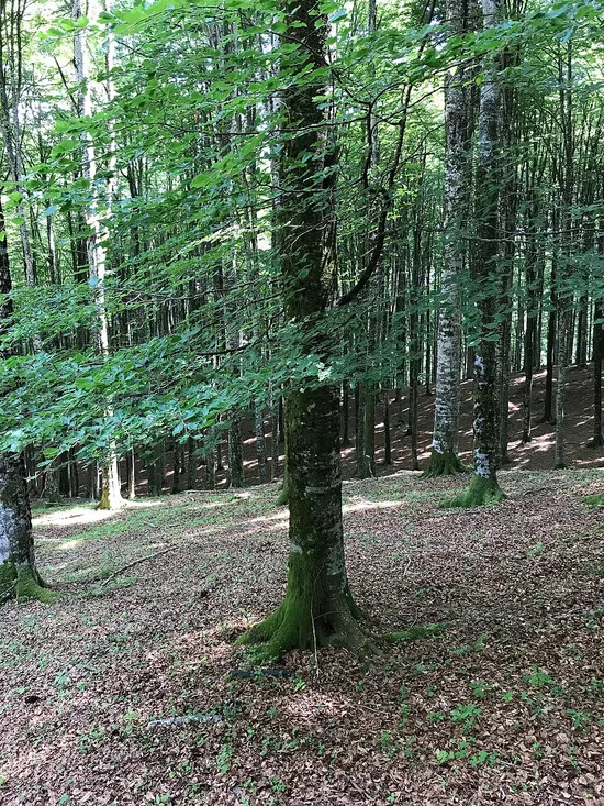 الزان