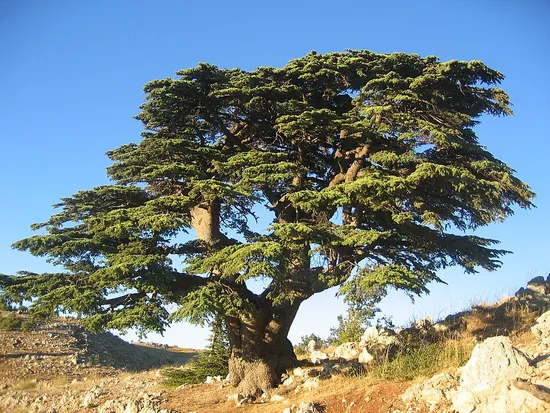 الأرز